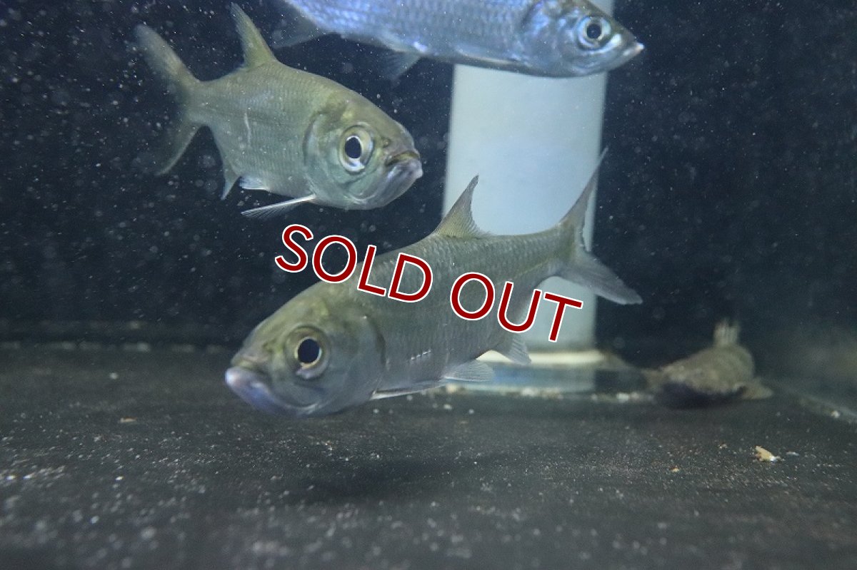 画像2: 【淡水魚】大特価 大きめ パシフィックターポン ワイルド【1匹 サンプル画像】(±10-13cm)(大型魚)（生体）(熱帯魚)ＮＫＯ (2)