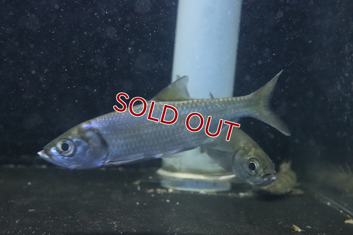 画像3: 【淡水魚】大特価 大きめ パシフィックターポン ワイルド【1匹 サンプル画像】(±10-13cm)(大型魚)（生体）(熱帯魚)ＮＫＯ (3)