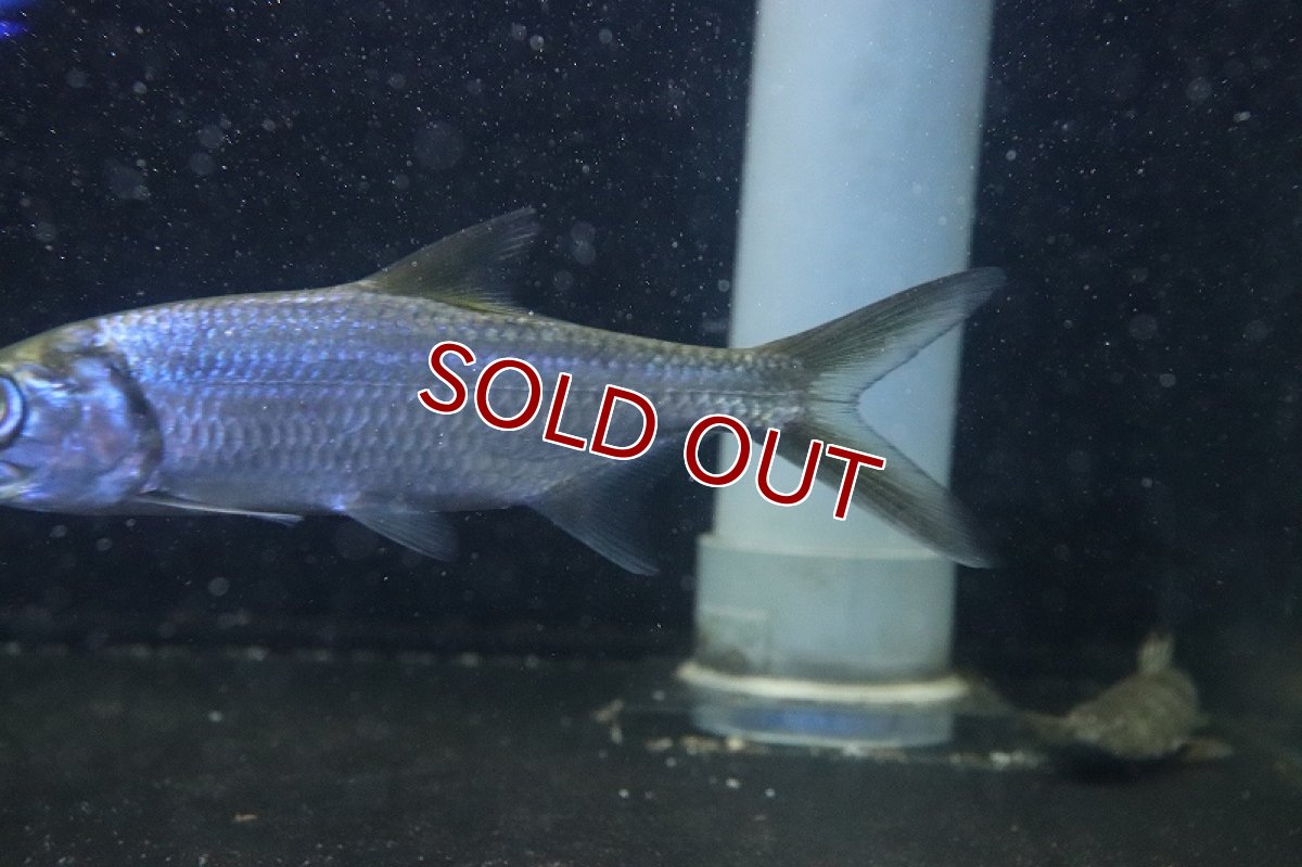 画像4: 【淡水魚】大特価 大きめ パシフィックターポン ワイルド【1匹 サンプル画像】(±10-13cm)(大型魚)（生体）(熱帯魚)ＮＫＯ (4)