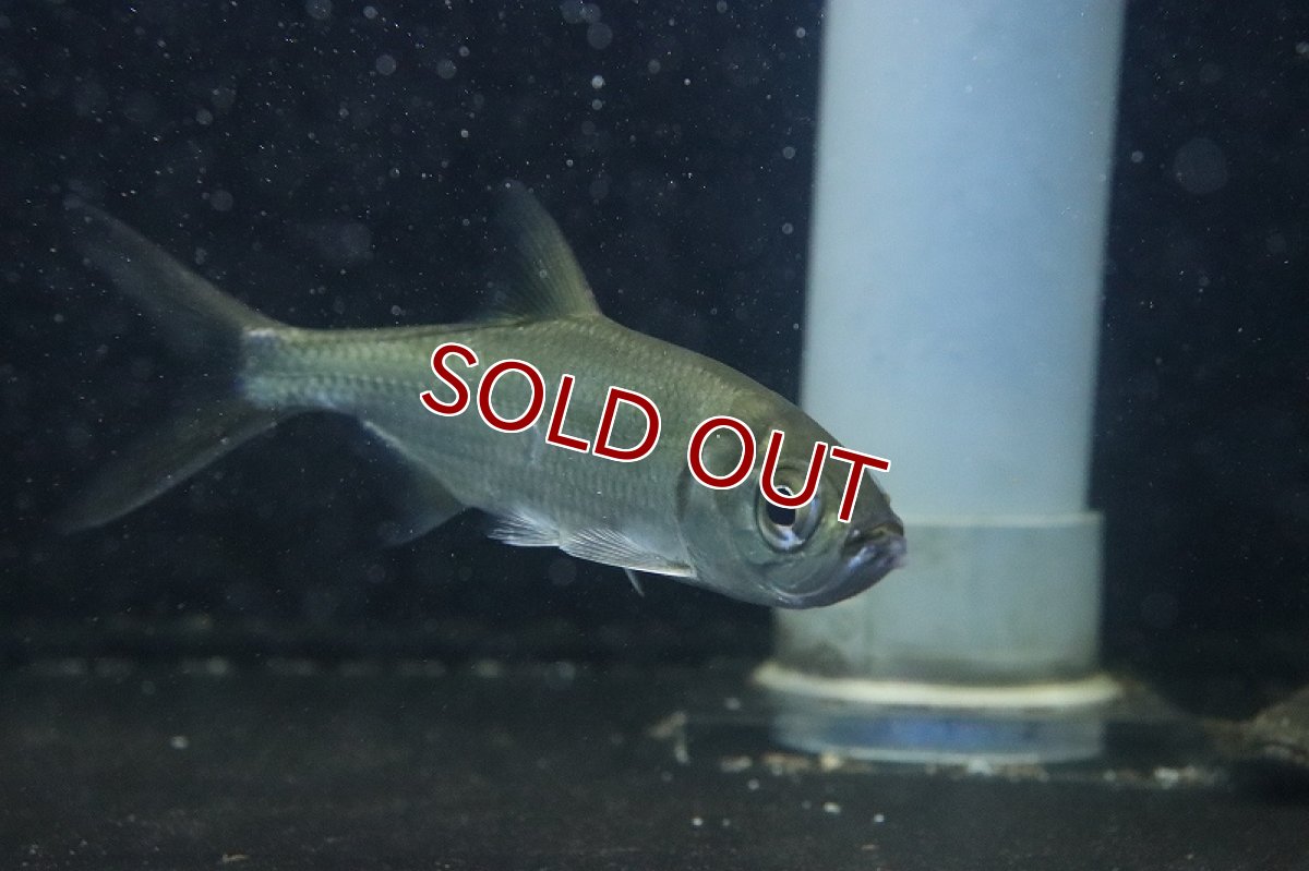 画像5: 【淡水魚】大特価 大きめ パシフィックターポン ワイルド【1匹 サンプル画像】(±10-13cm)(大型魚)（生体）(熱帯魚)ＮＫＯ (5)