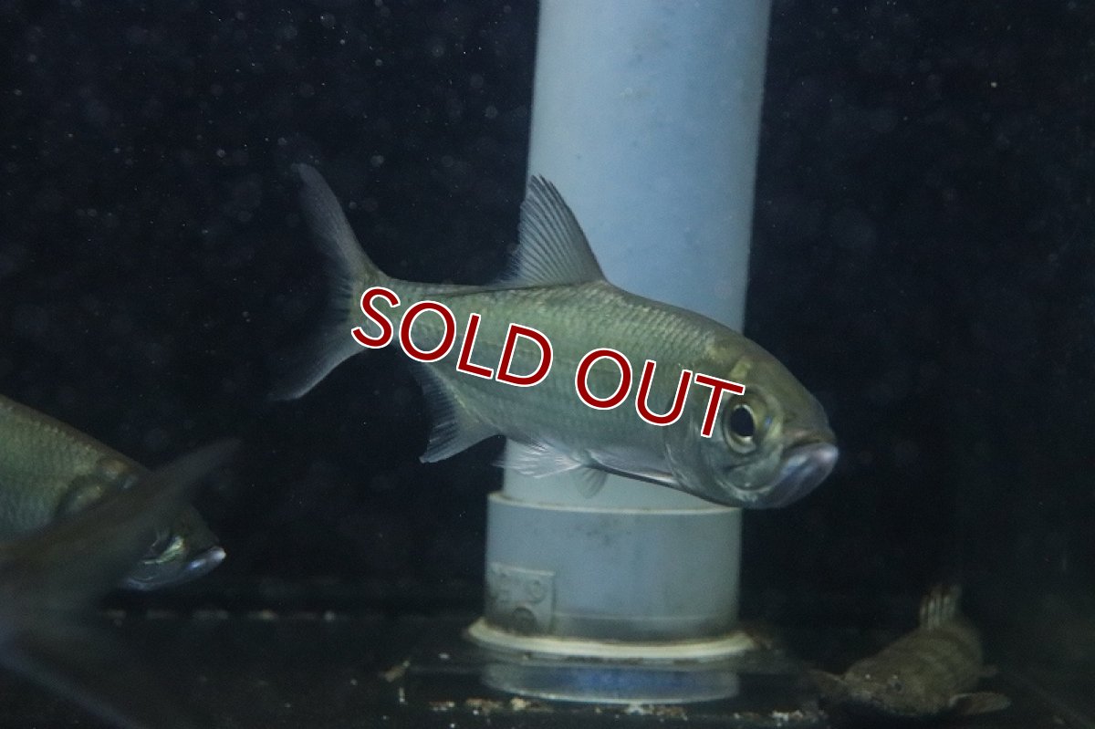 画像6: 【淡水魚】大特価 大きめ パシフィックターポン ワイルド【1匹 サンプル画像】(±10-13cm)(大型魚)（生体）(熱帯魚)ＮＫＯ (6)