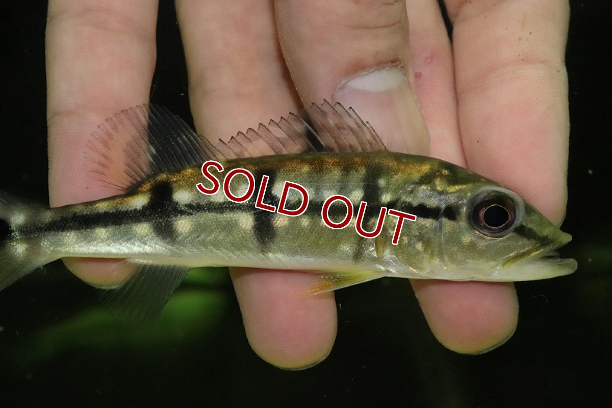 画像2: 【淡水魚】大特価 キクラ ピニマ ジャグアリリバー産 ワイルド【1匹 サンプル画像】(±11cm)(大型魚)（生体）(熱帯魚)ＮＫＯ (2)