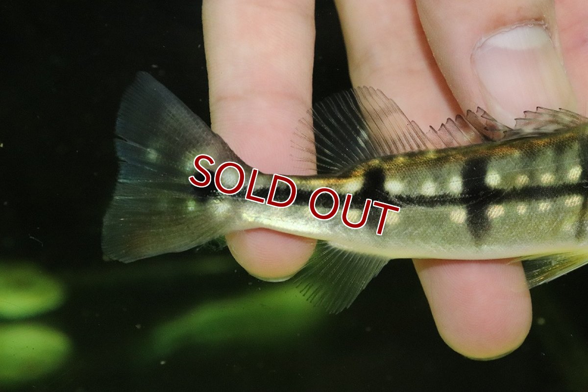 画像3: 【淡水魚】大特価 キクラ ピニマ ジャグアリリバー産 ワイルド【1匹 サンプル画像】(±11cm)(大型魚)（生体）(熱帯魚)ＮＫＯ (3)