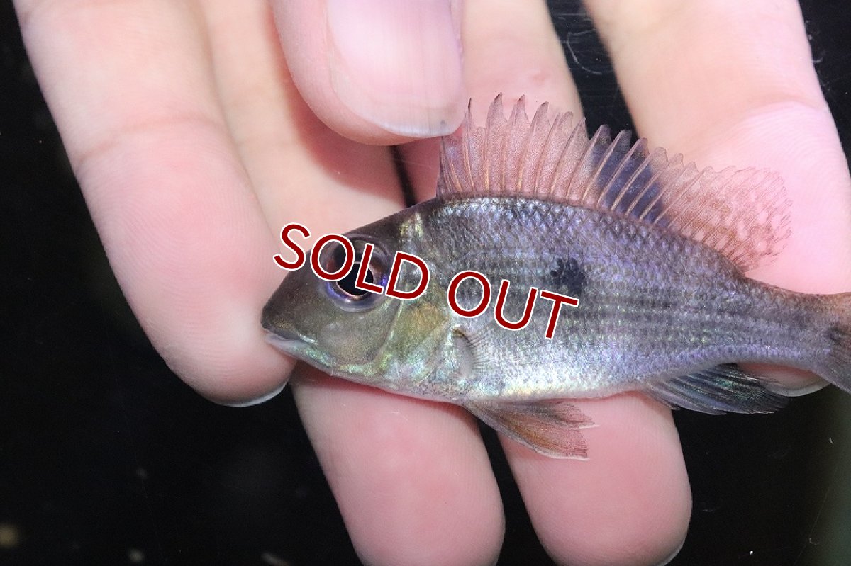 画像2: 【淡水魚】【通販】レア種 ゲオファーガス アルティフロンス アルタミラ産 ワイルド 【1匹 サンプル画像】(±7ｃｍ)（生体）(熱帯魚)ＮＫＯ (2)