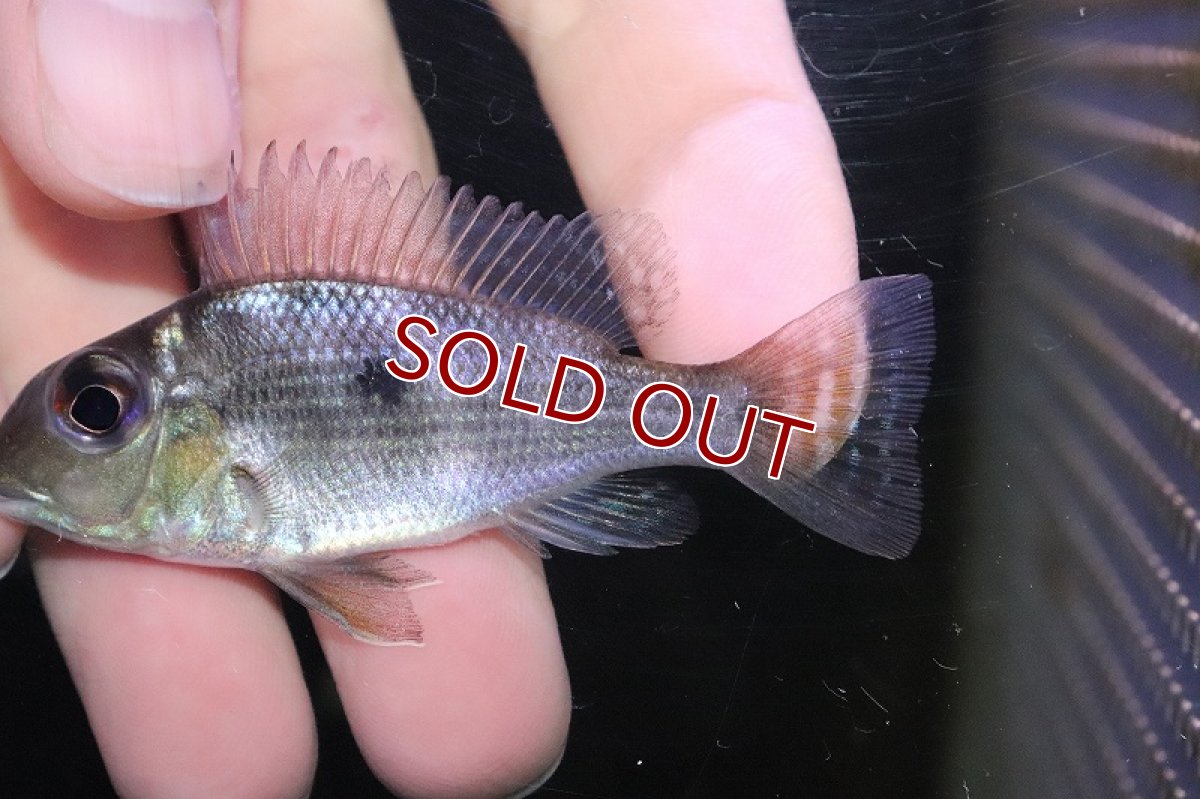 画像3: 【淡水魚】【通販】レア種 ゲオファーガス アルティフロンス アルタミラ産 ワイルド 【1匹 サンプル画像】(±7ｃｍ)（生体）(熱帯魚)ＮＫＯ (3)