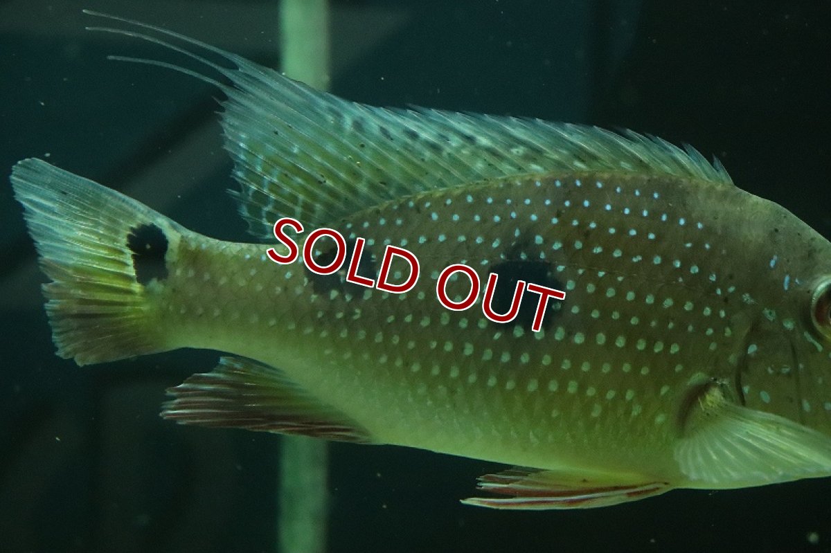 画像3: 【淡水魚】激レア サタノペルカ ダエモン コロンビア産 ワイルド【1匹 サンプル画像】(±15-20cm)(大型魚)(生体)(熱帯魚)NKO (3)