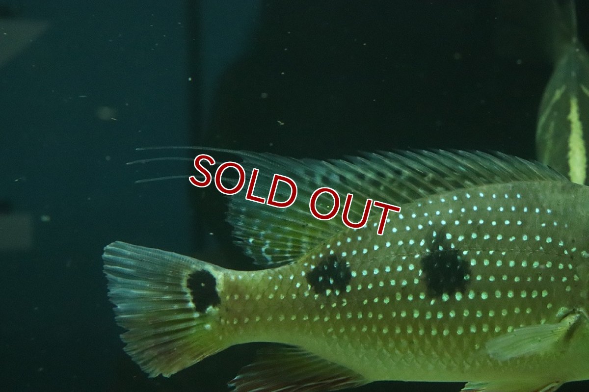 画像4: 【淡水魚】激レア サタノペルカ ダエモン コロンビア産 ワイルド【1匹 サンプル画像】(±15-20cm)(大型魚)(生体)(熱帯魚)NKO (4)