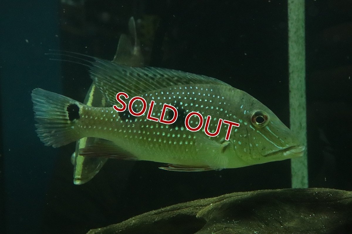 画像5: 【淡水魚】激レア サタノペルカ ダエモン コロンビア産 ワイルド【1匹 サンプル画像】(±15-20cm)(大型魚)(生体)(熱帯魚)NKO (5)