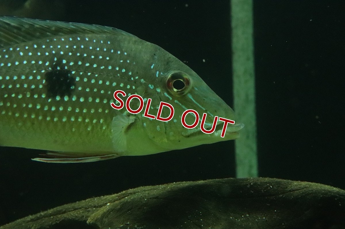 画像6: 【淡水魚】激レア サタノペルカ ダエモン コロンビア産 ワイルド【1匹 サンプル画像】(±15-20cm)(大型魚)(生体)(熱帯魚)NKO (6)