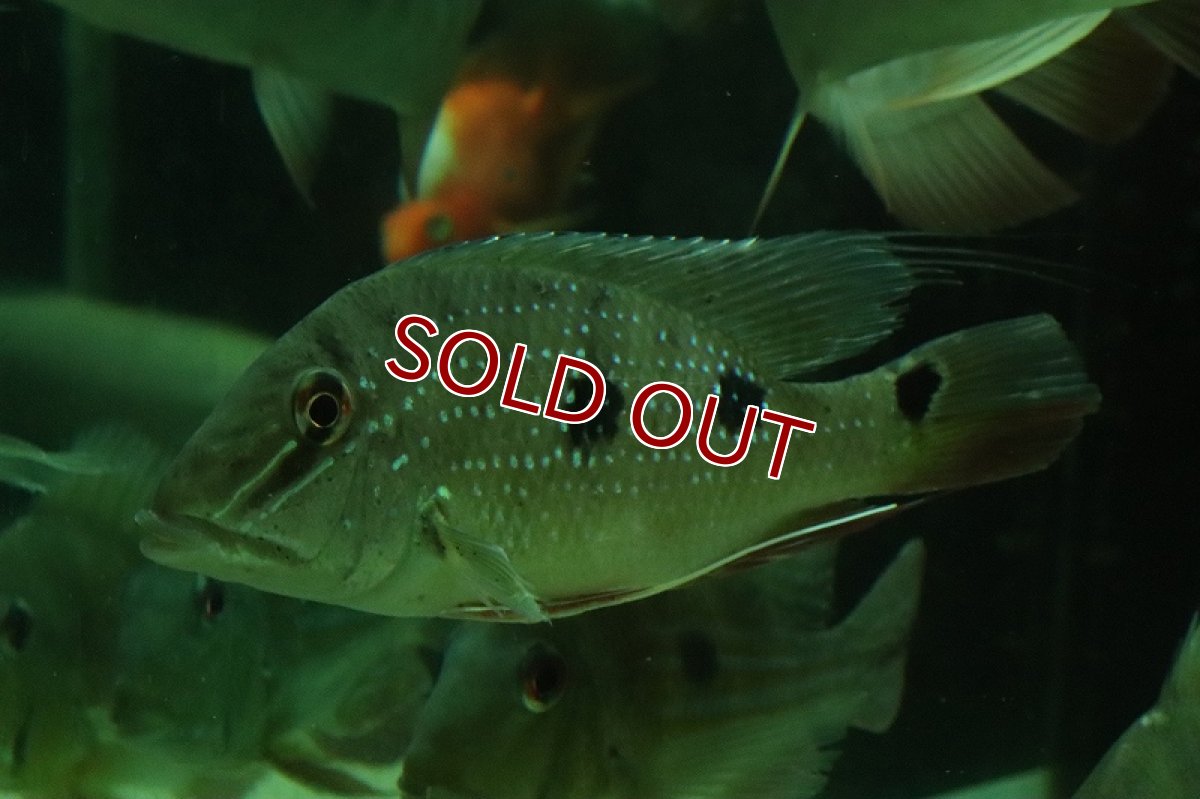 画像7: 【淡水魚】激レア サタノペルカ ダエモン コロンビア産 ワイルド【1匹 サンプル画像】(±15-20cm)(大型魚)(生体)(熱帯魚)NKO (7)