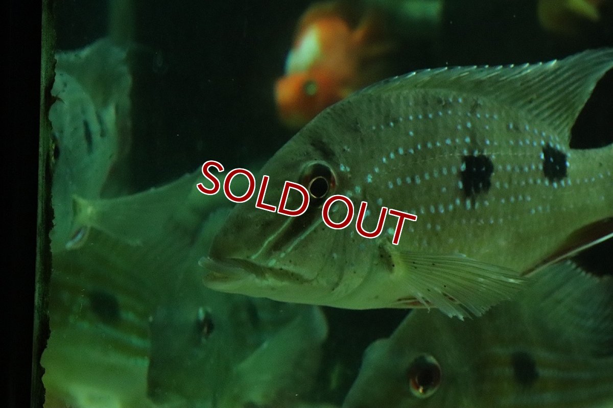 画像8: 【淡水魚】激レア サタノペルカ ダエモン コロンビア産 ワイルド【1匹 サンプル画像】(±15-20cm)(大型魚)(生体)(熱帯魚)NKO (8)