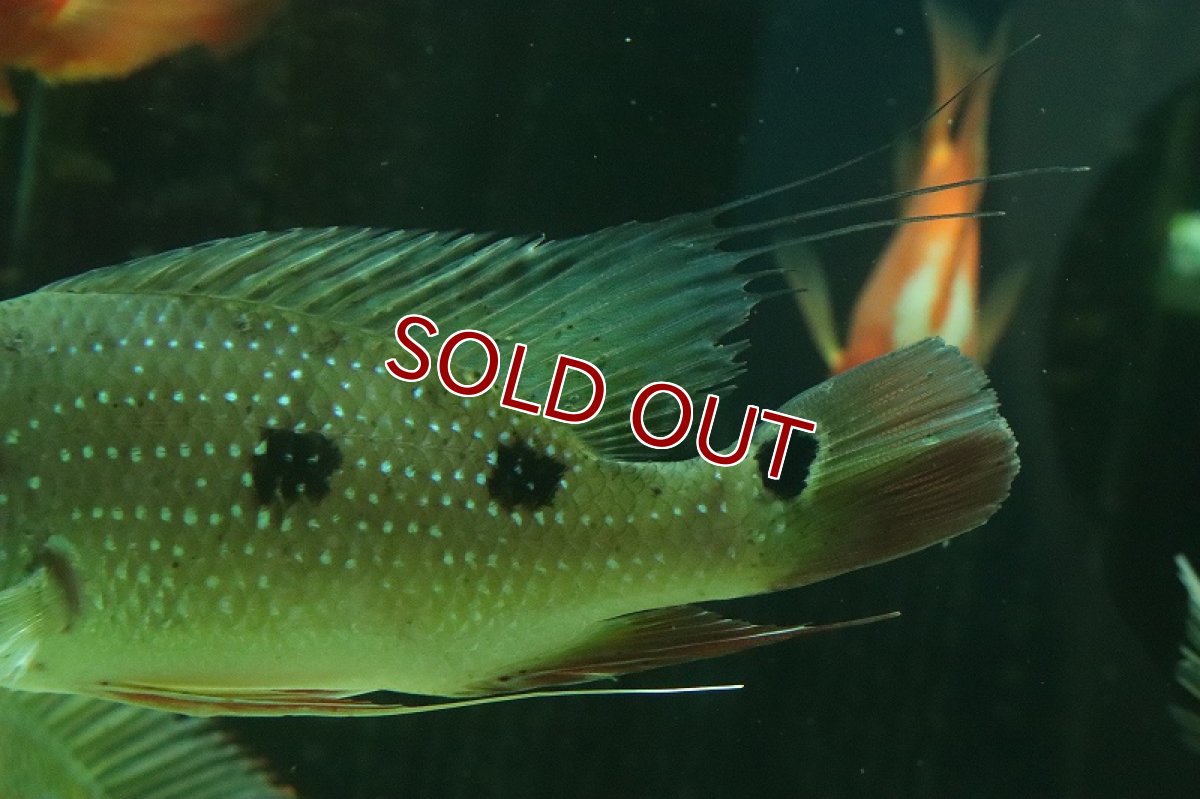 画像9: 【淡水魚】激レア サタノペルカ ダエモン コロンビア産 ワイルド【1匹 サンプル画像】(±15-20cm)(大型魚)(生体)(熱帯魚)NKO (9)