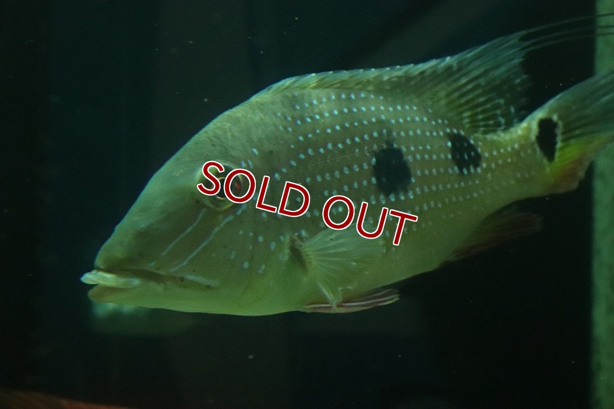 画像10: 【淡水魚】激レア サタノペルカ ダエモン コロンビア産 ワイルド【1匹 サンプル画像】(±15-20cm)(大型魚)(生体)(熱帯魚)NKO (10)