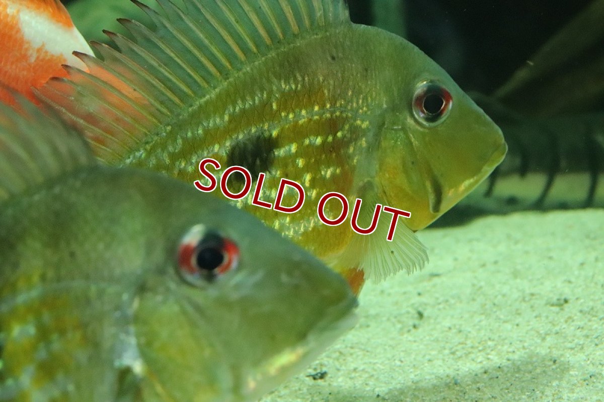 画像2: 【淡水魚】激レア ゲオファーガス ワインミレリー コロンビア産 ワイルド【1匹 サンプル画像】(±15-17cm)(生体)(熱帯魚)NKO (2)