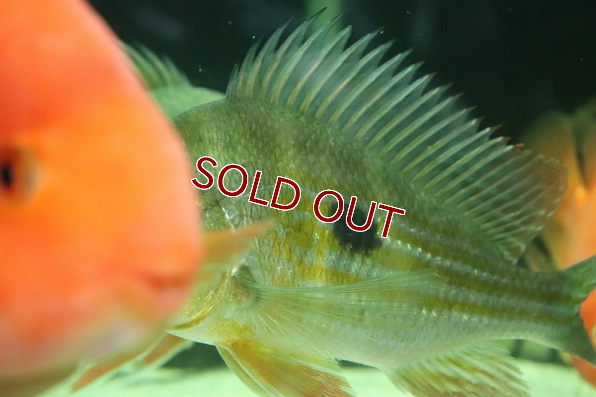 画像3: 【淡水魚】激レア ゲオファーガス ワインミレリー コロンビア産 ワイルド【1匹 サンプル画像】(±15-17cm)(生体)(熱帯魚)NKO (3)