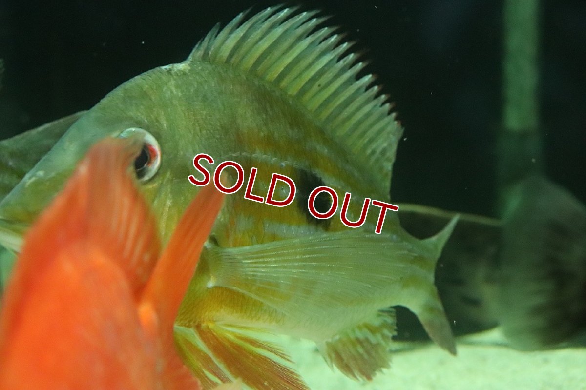 画像4: 【淡水魚】激レア ゲオファーガス ワインミレリー コロンビア産 ワイルド【1匹 サンプル画像】(±15-17cm)(生体)(熱帯魚)NKO (4)