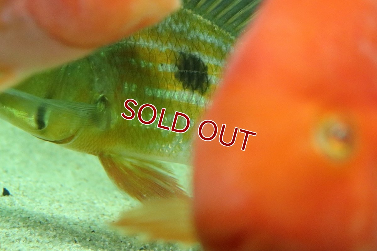 画像5: 【淡水魚】激レア ゲオファーガス ワインミレリー コロンビア産 ワイルド【1匹 サンプル画像】(±15-17cm)(生体)(熱帯魚)NKO (5)