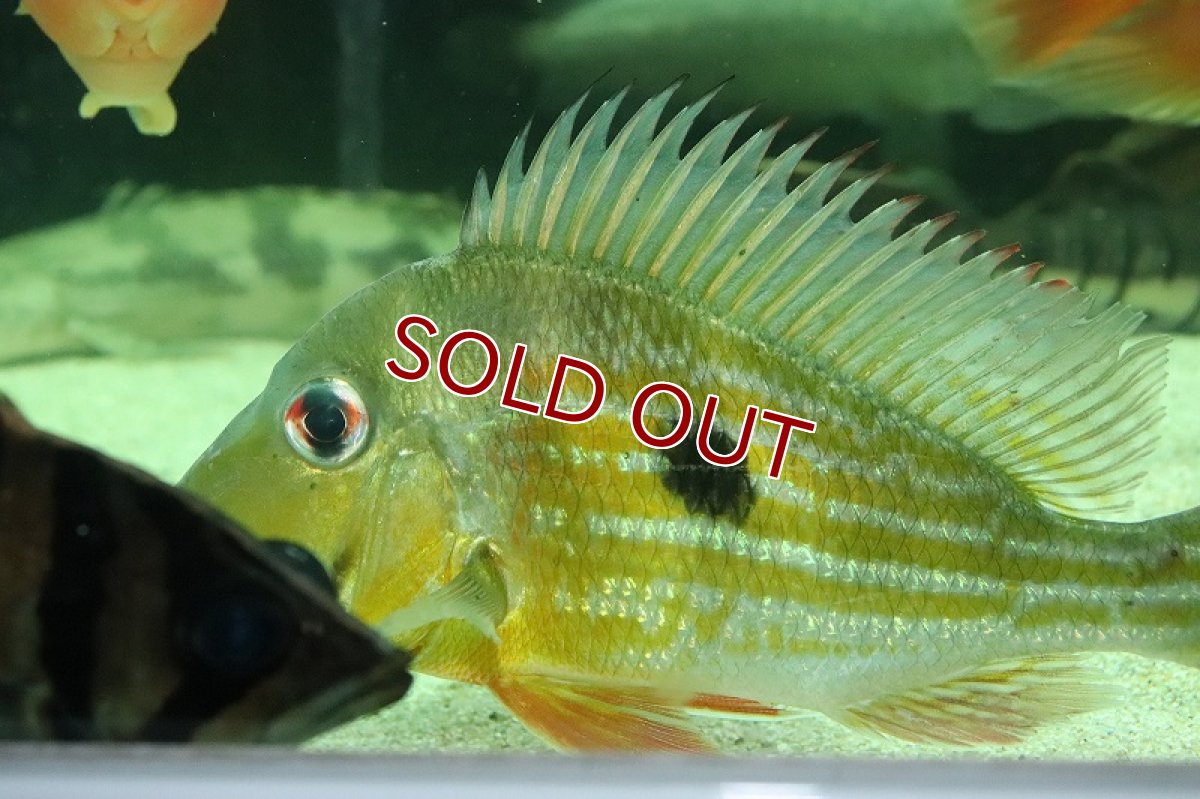 画像6: 【淡水魚】激レア ゲオファーガス ワインミレリー コロンビア産 ワイルド【1匹 サンプル画像】(±15-17cm)(生体)(熱帯魚)NKO (6)