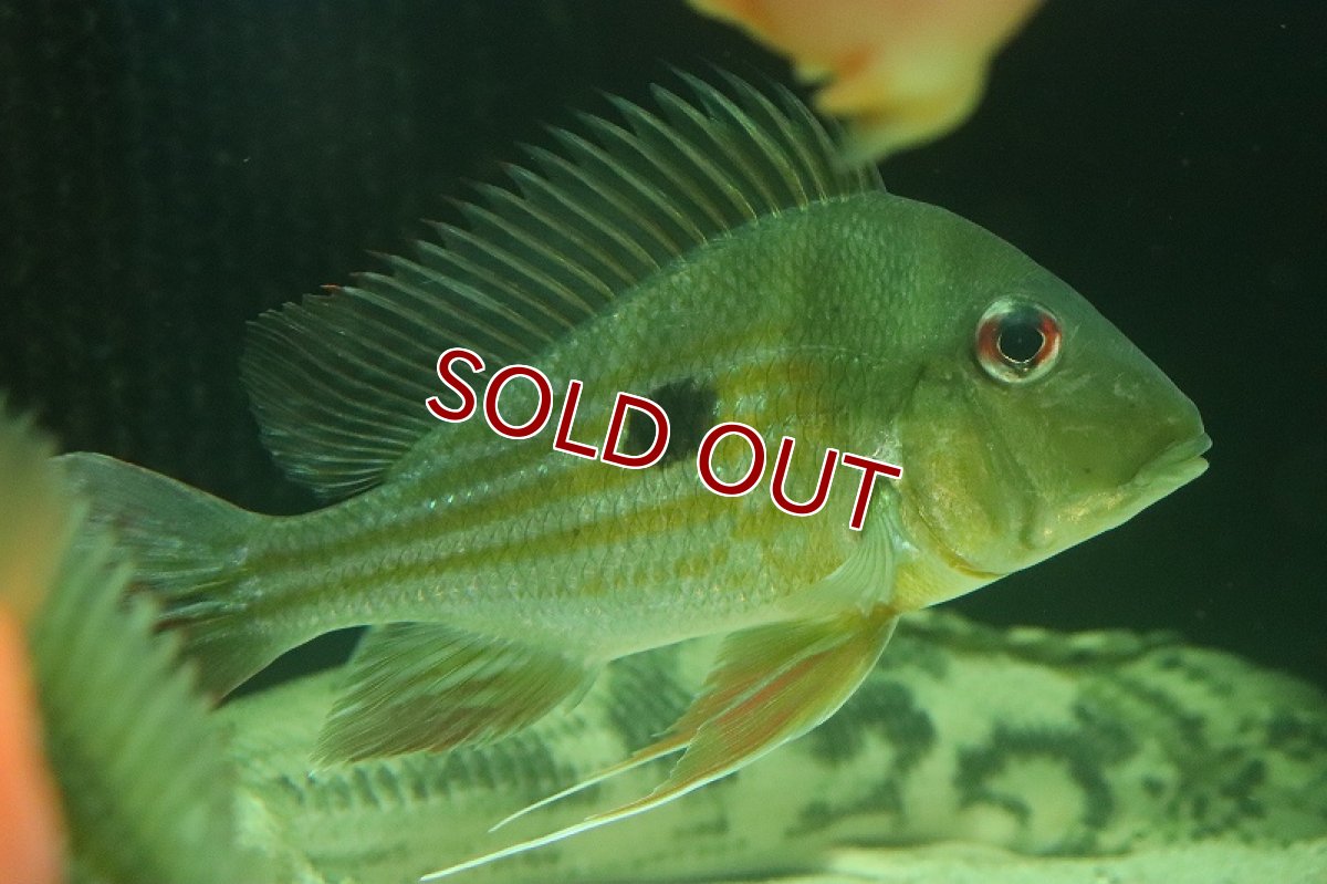 画像7: 【淡水魚】激レア ゲオファーガス ワインミレリー コロンビア産 ワイルド【1匹 サンプル画像】(±15-17cm)(生体)(熱帯魚)NKO (7)