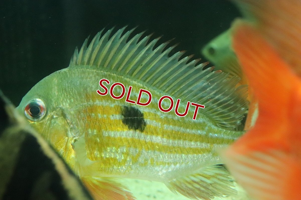 画像8: 【淡水魚】激レア ゲオファーガス ワインミレリー コロンビア産 ワイルド【1匹 サンプル画像】(±15-17cm)(生体)(熱帯魚)NKO (8)