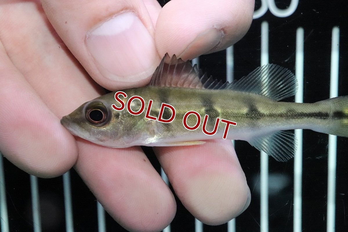 画像2: 【淡水魚】レア種 キクラ ケルベリー ジャグアリリバー産 ワイルド【1匹 サンプル画像】(±7-8ｃｍ)(大型魚)（生体）(熱帯魚)ＮＫＯ (2)