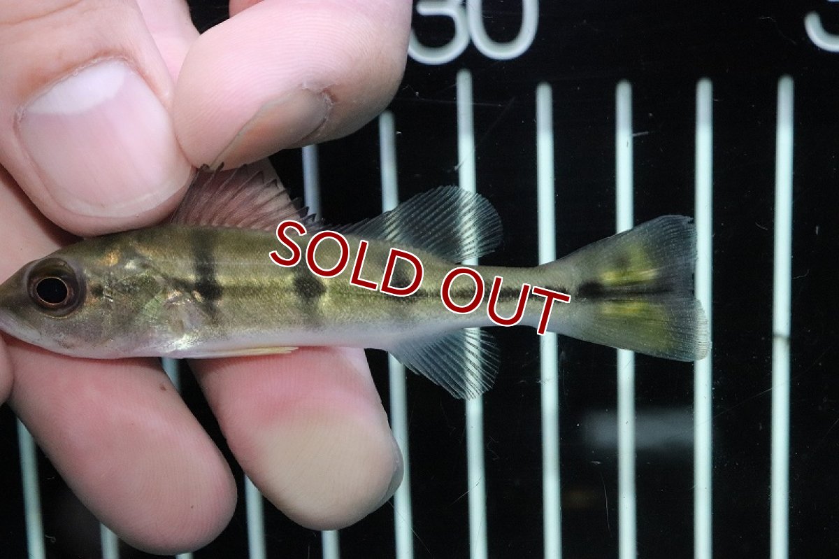 画像3: 【淡水魚】レア種 キクラ ケルベリー ジャグアリリバー産 ワイルド【1匹 サンプル画像】(±7-8ｃｍ)(大型魚)（生体）(熱帯魚)ＮＫＯ (3)