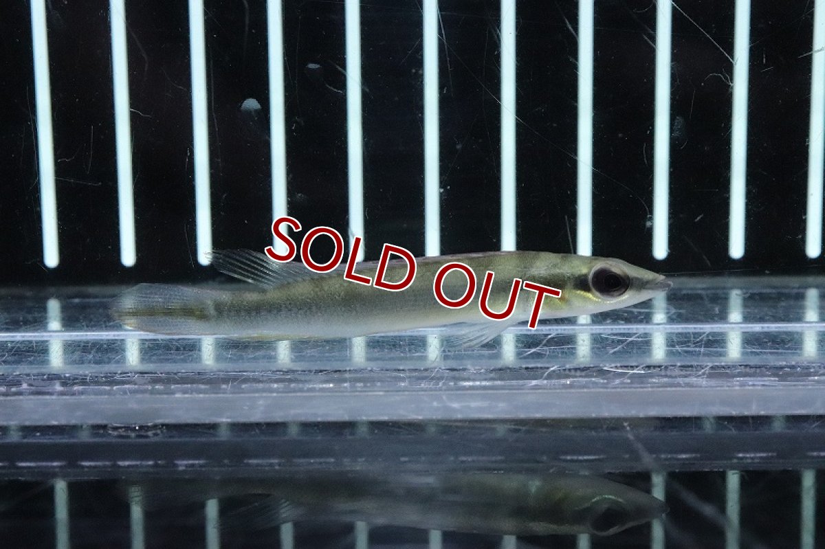 画像2: 【淡水魚】初入荷 ドワーフパイクsp ルプヌニリバー ガイアナ産 ワイルド【1匹 サンプル画像】(±6ｃｍ)(大型魚)（生体）(熱帯魚)ＮＫＯ (2)