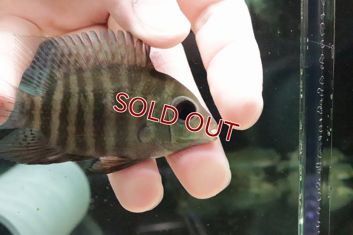 画像2: 【淡水魚】ヘロス  エファシアータス（セベラム） イリニダ産 ワイルド【1匹 サンプル画像】(±7-8ｃｍ)(大型魚)（生体）(熱帯魚)ＮＫＯ (2)