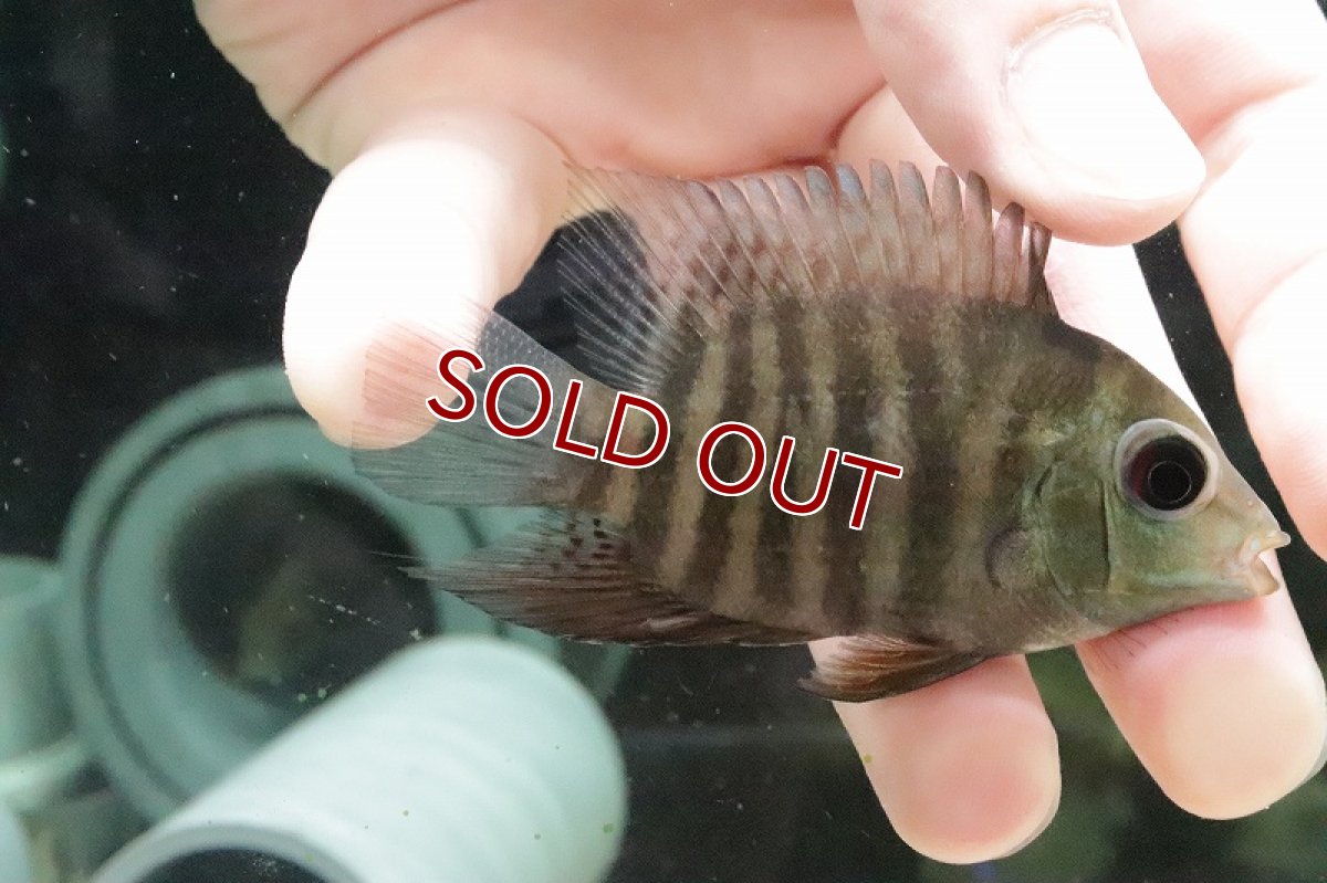 画像3: 【淡水魚】ヘロス  エファシアータス（セベラム） イリニダ産 ワイルド【1匹 サンプル画像】(±7-8ｃｍ)(大型魚)（生体）(熱帯魚)ＮＫＯ (3)