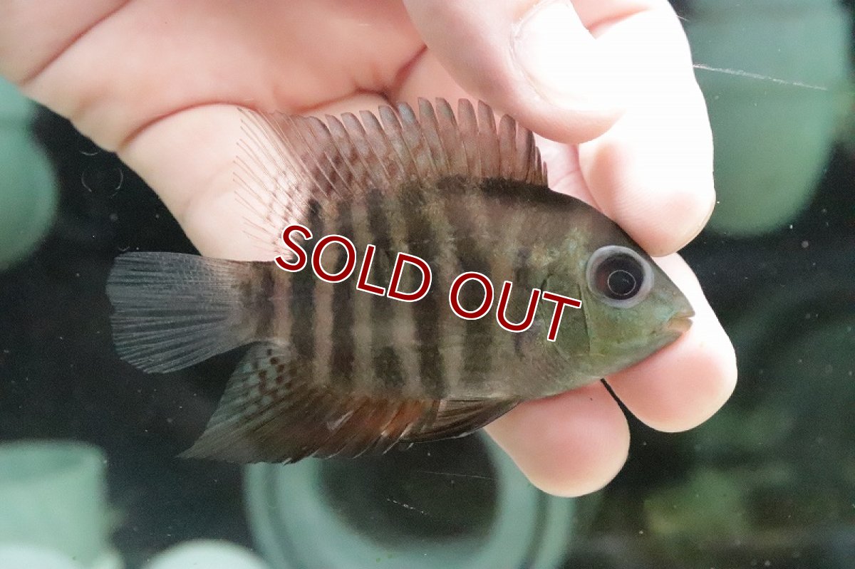 画像4: 【淡水魚】ヘロス  エファシアータス（セベラム） イリニダ産 ワイルド【1匹 サンプル画像】(±7-8ｃｍ)(大型魚)（生体）(熱帯魚)ＮＫＯ (4)