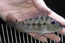 画像1: 【淡水魚】【通販】激レア 本物 サタノペルカ クルピラ リオマモレ産 ワイルド【1匹 サンプル画像】(±13ｃｍ)(大型魚)（生体）(熱帯魚)ＮＫＯ (1)