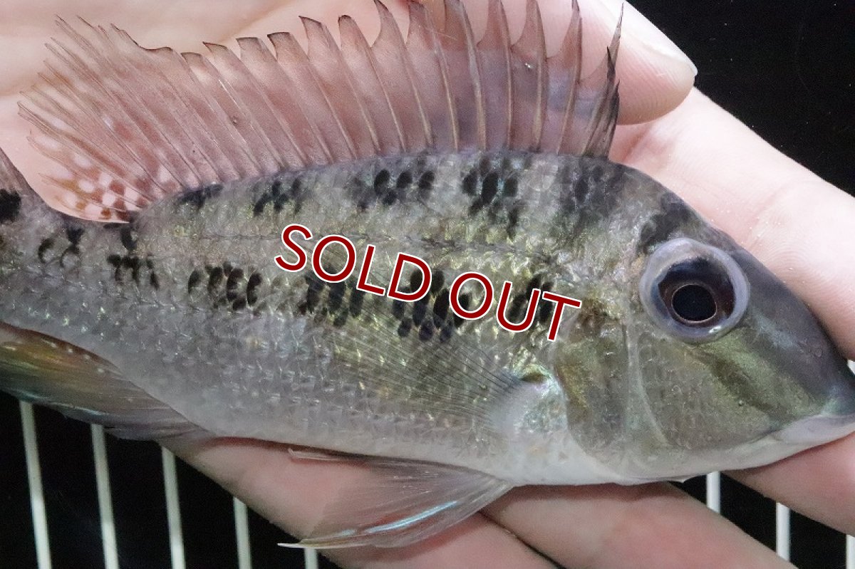 画像2: 【淡水魚】激レア 本物 サタノペルカ クルピラ リオマモレ産 ワイルド【1匹 サンプル画像】(±13ｃｍ)(大型魚)（生体）(熱帯魚)ＮＫＯ (2)