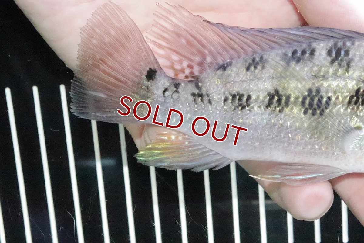 画像3: 【淡水魚】激レア 本物 サタノペルカ クルピラ リオマモレ産 ワイルド【1匹 サンプル画像】(±13ｃｍ)(大型魚)（生体）(熱帯魚)ＮＫＯ (3)