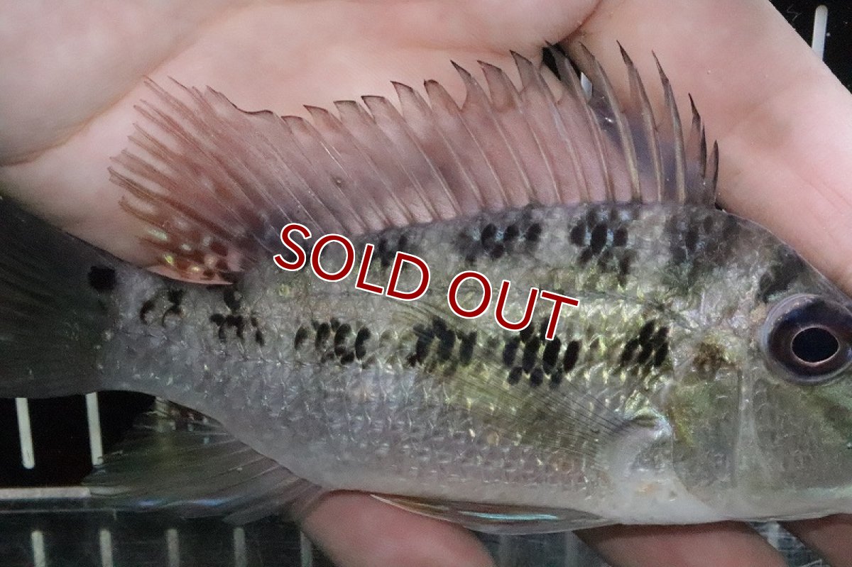 画像4: 【淡水魚】激レア 本物 サタノペルカ クルピラ リオマモレ産 ワイルド【1匹 サンプル画像】(±13ｃｍ)(大型魚)（生体）(熱帯魚)ＮＫＯ (4)