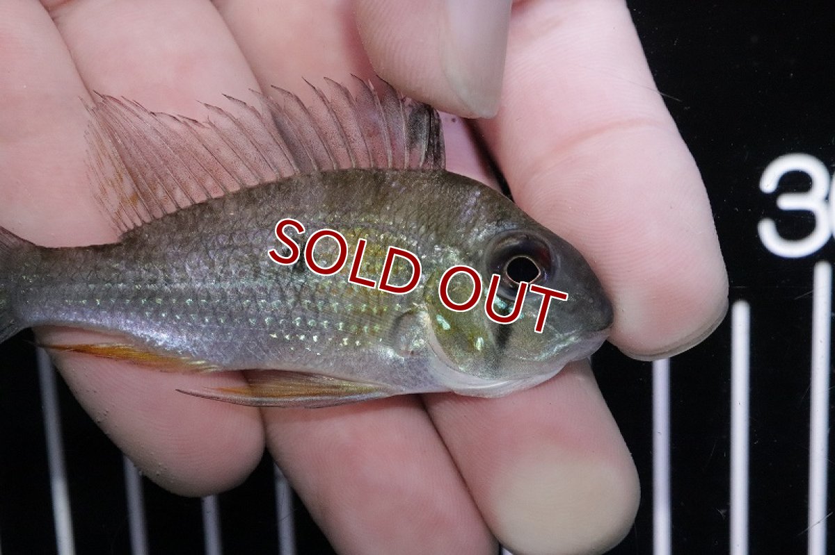 画像2: 【淡水魚】日本初入荷 超激レア スリナム共和国 アカリクチス ヘッケリースリナムニッケリーリバー産【1匹 サンプル画像】(生体)(熱帯魚)NKO (2)