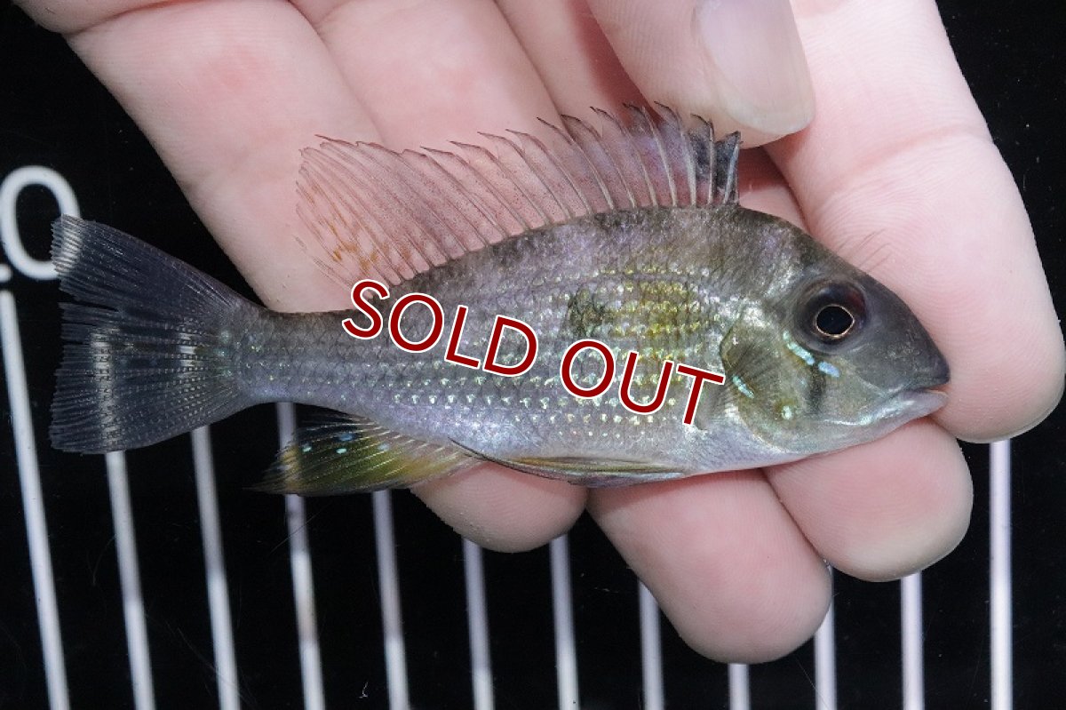 画像3: 【淡水魚】日本初入荷 超激レア スリナム共和国 アカリクチス ヘッケリースリナムニッケリーリバー産【1匹 サンプル画像】(生体)(熱帯魚)NKO (3)