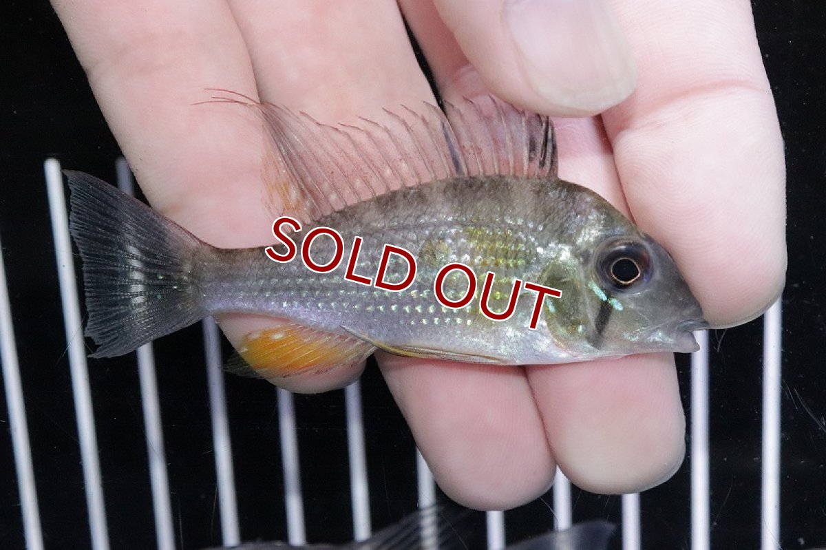 画像4: 【淡水魚】日本初入荷 超激レア スリナム共和国 アカリクチス ヘッケリースリナムニッケリーリバー産【1匹 サンプル画像】(生体)(熱帯魚)NKO (4)