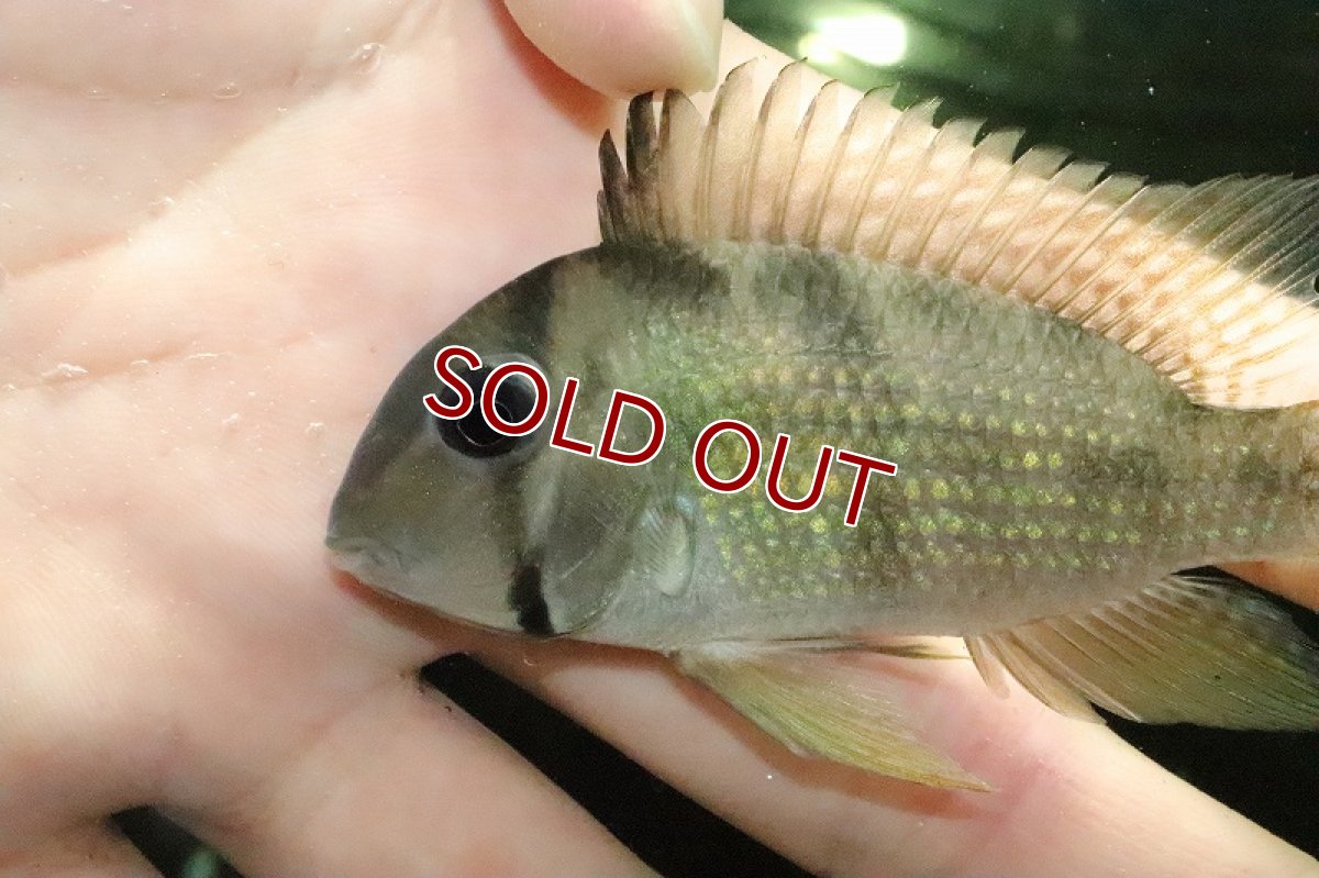 画像2: 【淡水魚】激レア ギアナカラ ダックリア ルプヌニリバー ガイアナ産 ワイルド【1匹サンプル画像】(±8cm)(大型魚)(生体)(熱帯魚)NKO (2)