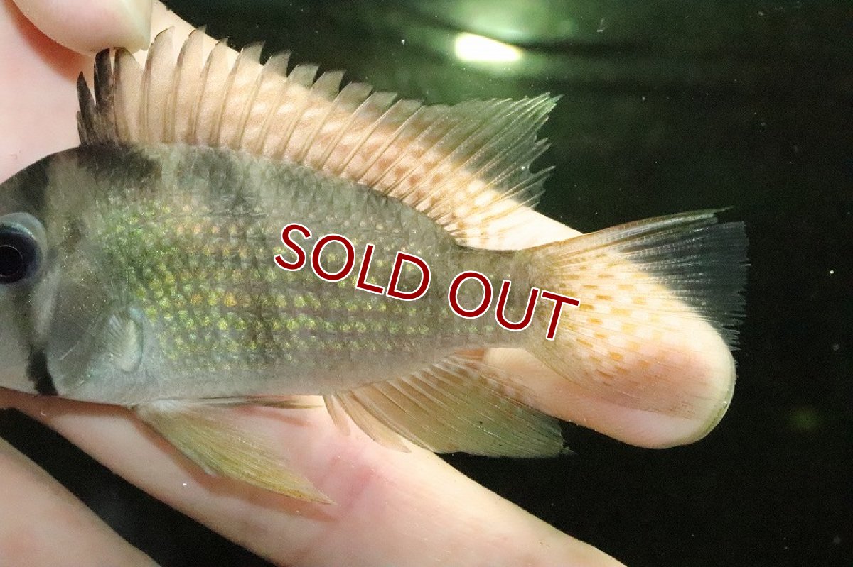 画像3: 【淡水魚】激レア ギアナカラ ダックリア ルプヌニリバー ガイアナ産 ワイルド【1匹サンプル画像】(±8cm)(大型魚)(生体)(熱帯魚)NKO (3)