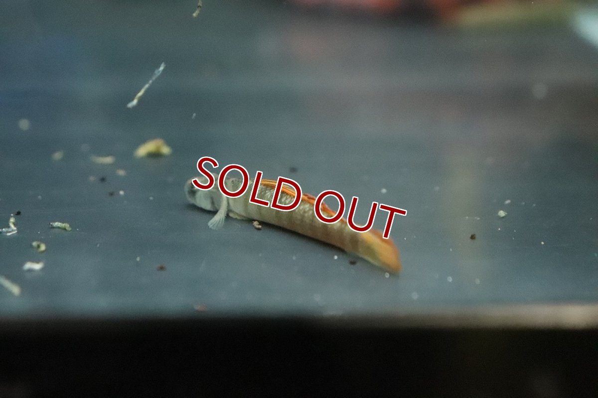 画像2: 【淡水魚】オレンジフィンスティフォドン【１匹 サンプル画像】(ハゼ)(生体)(熱帯魚)NK (2)