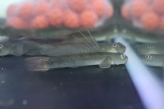 画像1: 【淡水魚】スレッドフィンエレクトリックゴビー【１匹 サンプル画像】(ハゼ)(生体)(熱帯魚)NK (1)