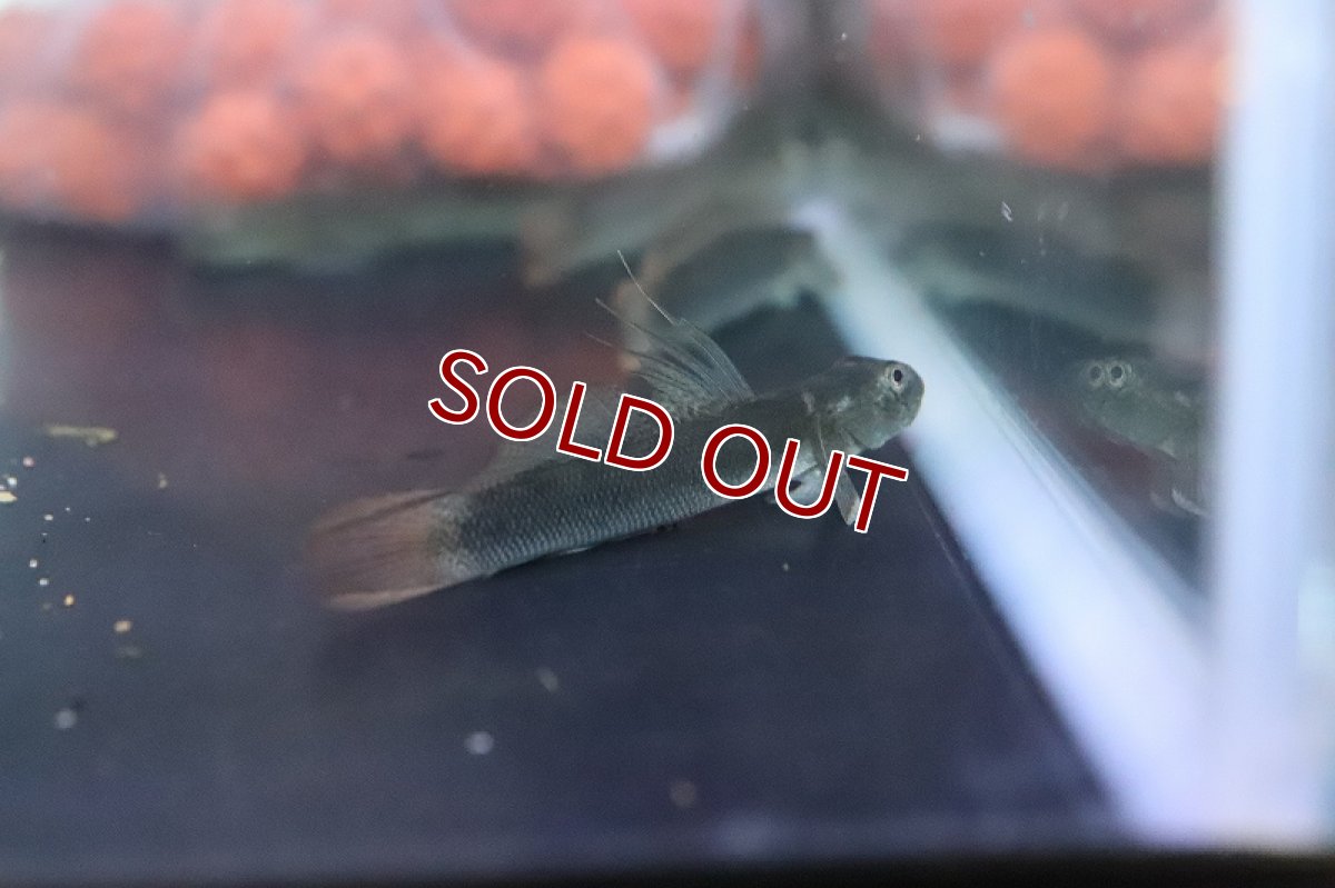 画像2: 【淡水魚】スレッドフィンエレクトリックゴビー【１匹 サンプル画像】(ハゼ)(生体)(熱帯魚)NK (2)