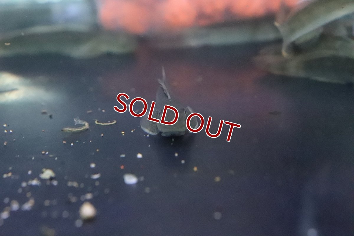 画像3: 【淡水魚】スレッドフィンエレクトリックゴビー【１匹 サンプル画像】(ハゼ)(生体)(熱帯魚)NK (3)