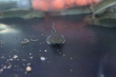 画像3: 【淡水魚】スレッドフィンエレクトリックゴビー【１匹 サンプル画像】(ハゼ)(生体)(熱帯魚)NK (3)
