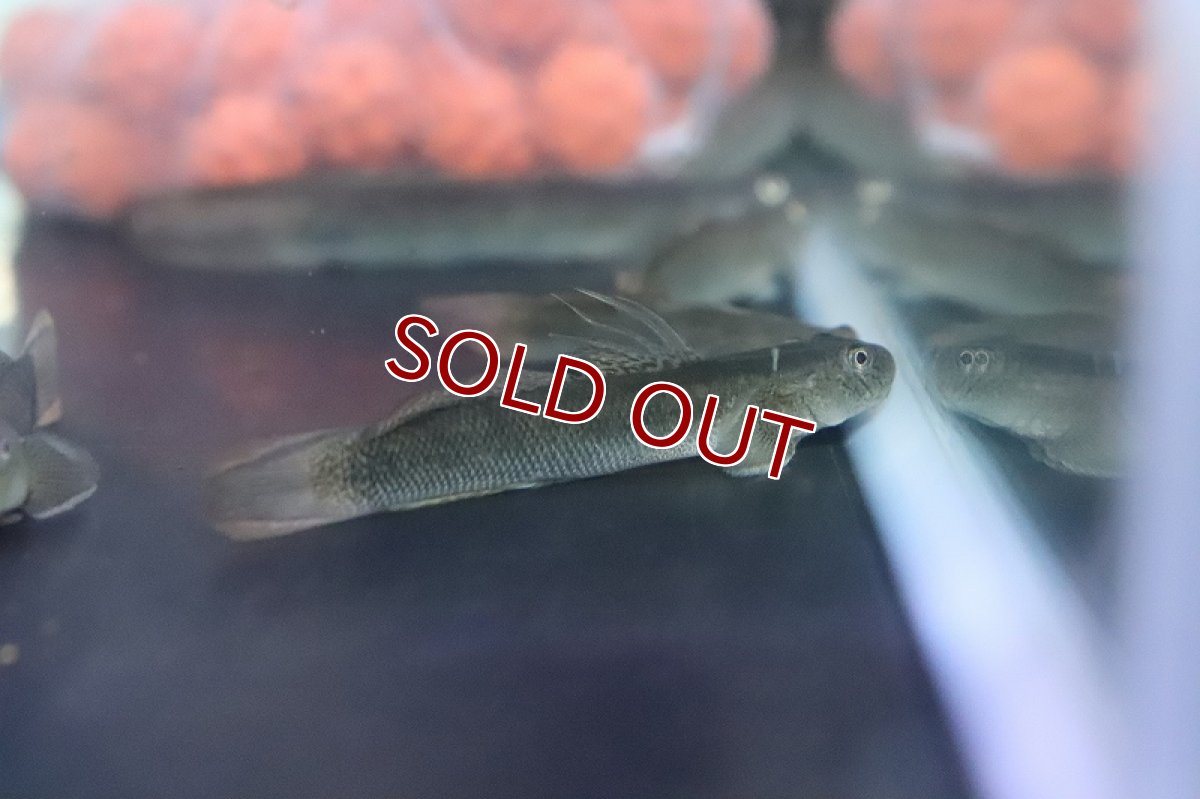 画像4: 【淡水魚】スレッドフィンエレクトリックゴビー【１匹 サンプル画像】(ハゼ)(生体)(熱帯魚)NK (4)