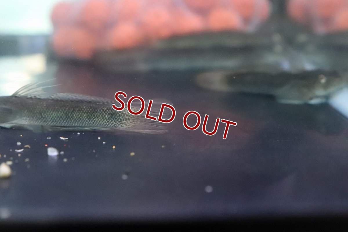 画像5: 【淡水魚】スレッドフィンエレクトリックゴビー【１匹 サンプル画像】(ハゼ)(生体)(熱帯魚)NK (5)