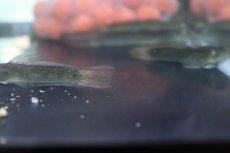 画像5: 【淡水魚】【通販】スレッドフィンエレクトリックゴビー【１匹 サンプル画像】(ハゼ)(生体)(熱帯魚)NK (5)
