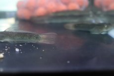 画像5: 【淡水魚】スレッドフィンエレクトリックゴビー【１匹 サンプル画像】(ハゼ)(生体)(熱帯魚)NK (5)