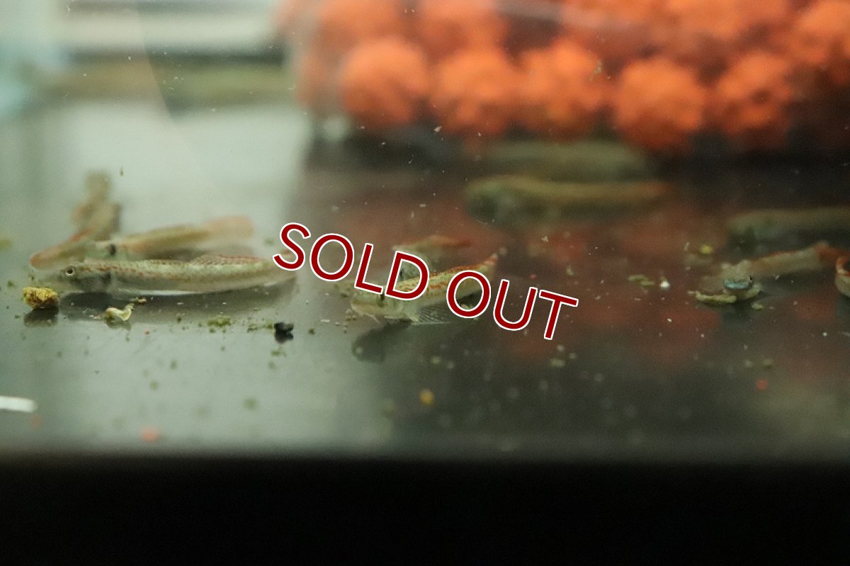 画像2: 【淡水魚】スティフォドン アンニアエ【１匹 サンプル画像】(ハゼ)(生体)(熱帯魚)NK (2)