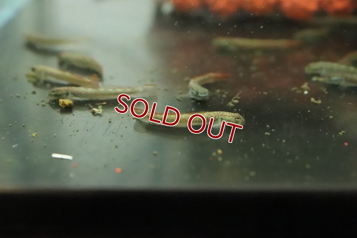 画像3: 【淡水魚】スティフォドン アンニアエ【１匹 サンプル画像】(ハゼ)(生体)(熱帯魚)NK (3)